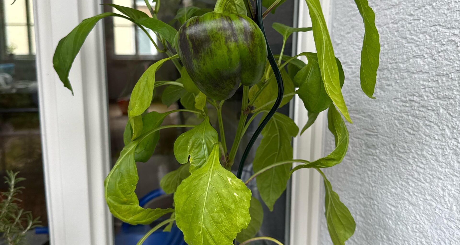 Wird die Paprika noch rot oder bleibt sie grün?!