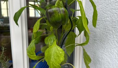 Wird die Paprika noch rot oder bleibt sie grün?!