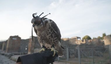 À Pompéi, la chasse aux pigeons est ouverte !