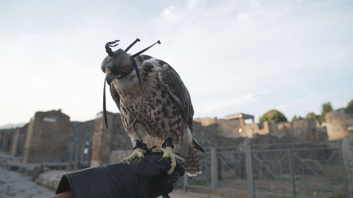 À Pompéi, la chasse aux pigeons est ouverte !