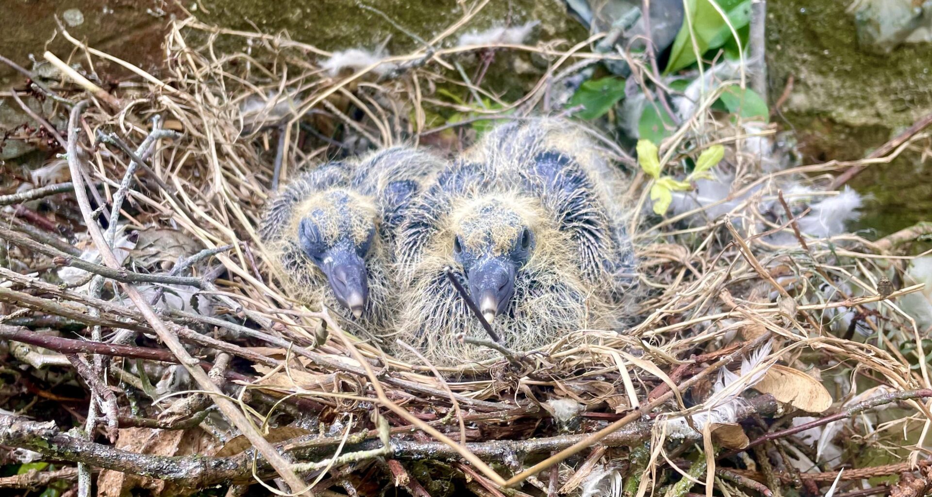 For anyone who wants to know what baby pigeons look like, here you go 🐦