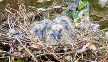 For anyone who wants to know what baby pigeons look like, here you go 🐦