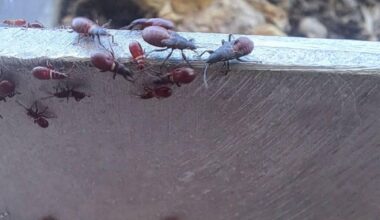 100te Käfer im Blumenkasten am Balkon