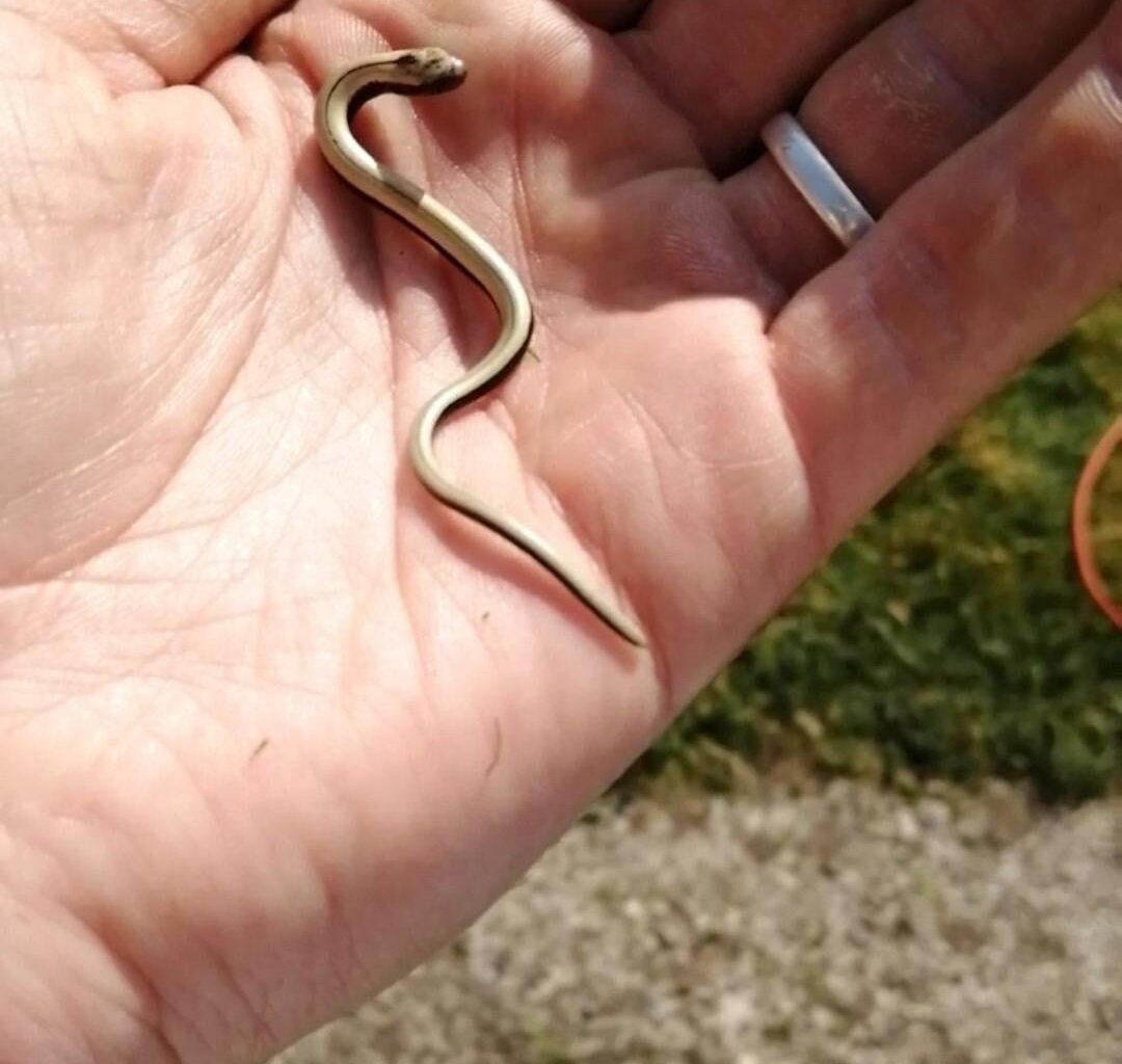 Found a particularly tiny slow worm