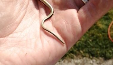 Found a particularly tiny slow worm