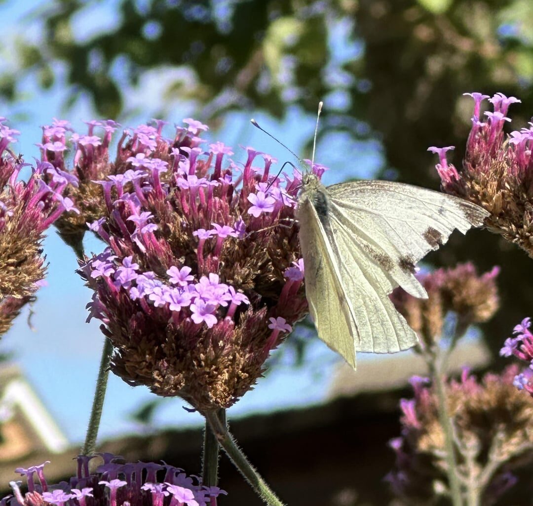 A butterfly and a bee I caught visiting my verbena