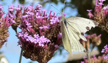 A butterfly and a bee I caught visiting my verbena