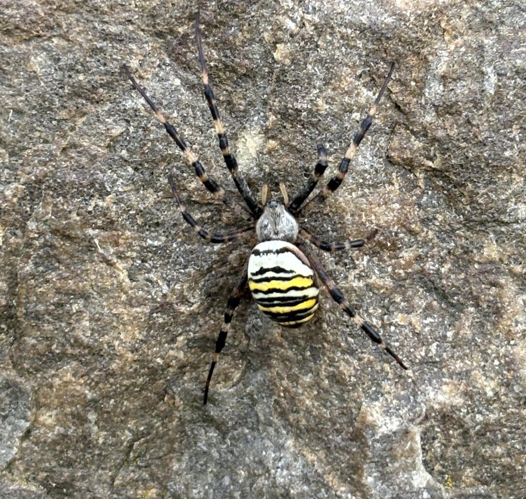 Spinne in Schweden