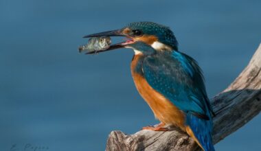 A few Kingfisher pictures I took yesterday.