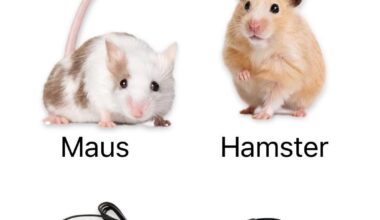 ich🐭iel