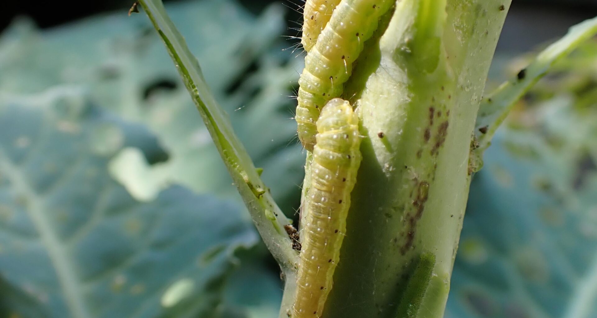 Grown a lovely crop of caterpillars this year....