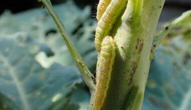 Grown a lovely crop of caterpillars this year....