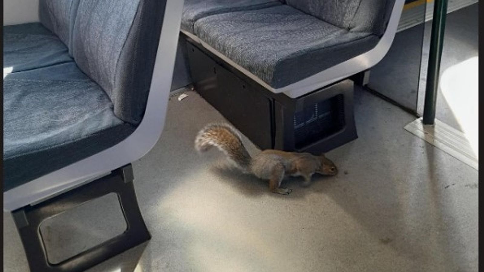 Gatwick train cancelled after squirrels board and 'refuse to leave'