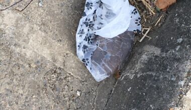 Un bon rancais qui ramasse la crotte de son chien pour la mettre dans un sac plastique puis la posant sur le bord du crottoir 👊