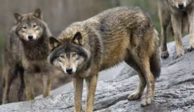 Les loups dans la ligne de mire : les gouvernements de l'UE acceptent d'intensifier la chasse et l'abattage