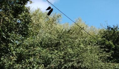 As the summer begins to recede, a pair of trainers perched on a telephone cable in the Warwickshire countryside prepare to migrate.