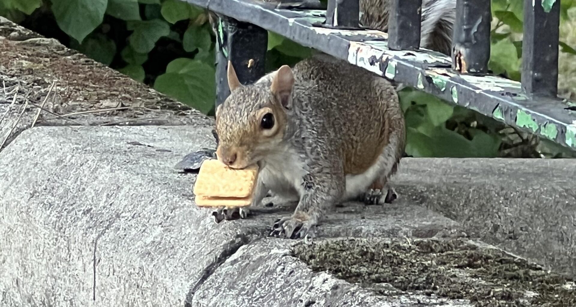 I think this little guy was trying to swap his Custard Cream for a Bourbon