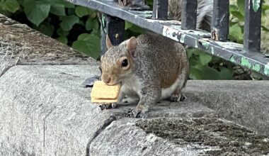 I think this little guy was trying to swap his Custard Cream for a Bourbon