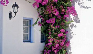 Where can i buy bougainvillea? Or maybe is it easy to propagate this plant? Any tips?