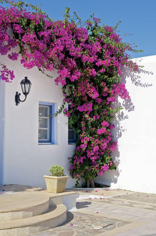 Where can i buy bougainvillea? Or maybe is it easy to propagate this plant? Any tips?