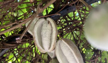 It’s that time of year when the terrifying fruit in my garden matures.