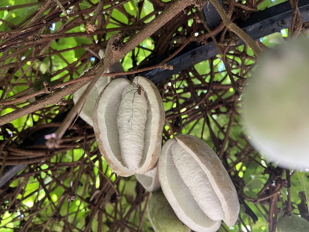 It’s that time of year when the terrifying fruit in my garden matures.