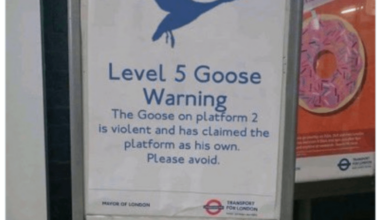 I love how the goose warning has levels. 😂🤣