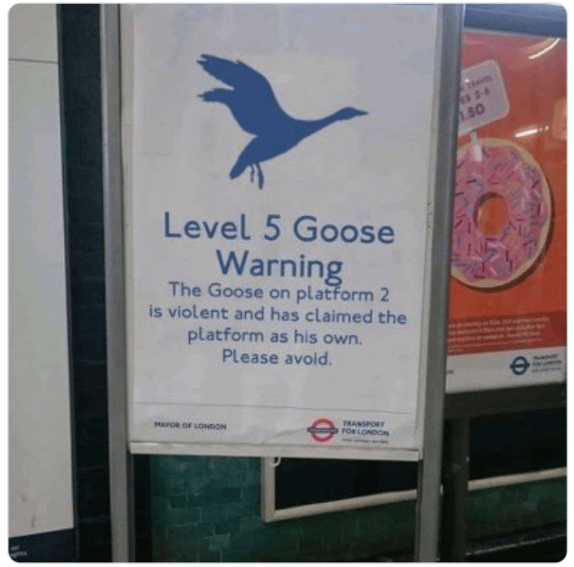 I love how the goose warning has levels. 😂🤣