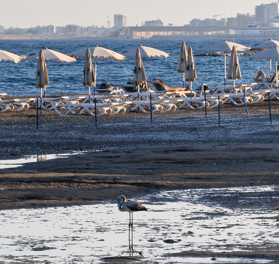 Baby Flamingo on Larnaca Beach