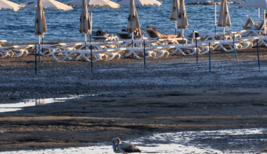 Baby Flamingo on Larnaca Beach