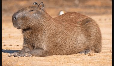 If you live in Telford, Shropshire, look out for this cute capybara, the world's largest rodent, as she has escaped from Hoo Zoo and Dinosaur World