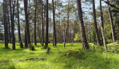 Riparian forests near Munich (Germany) this summer. 🌿 An idyllic natural ambient that invites for relaxing strolls midst Bavaria's serene countryside. Who's interested in a glimpse of this scenery, can visit theses woods virtually with a video at my profile and dive in the peaceful atmosphere. 🌲