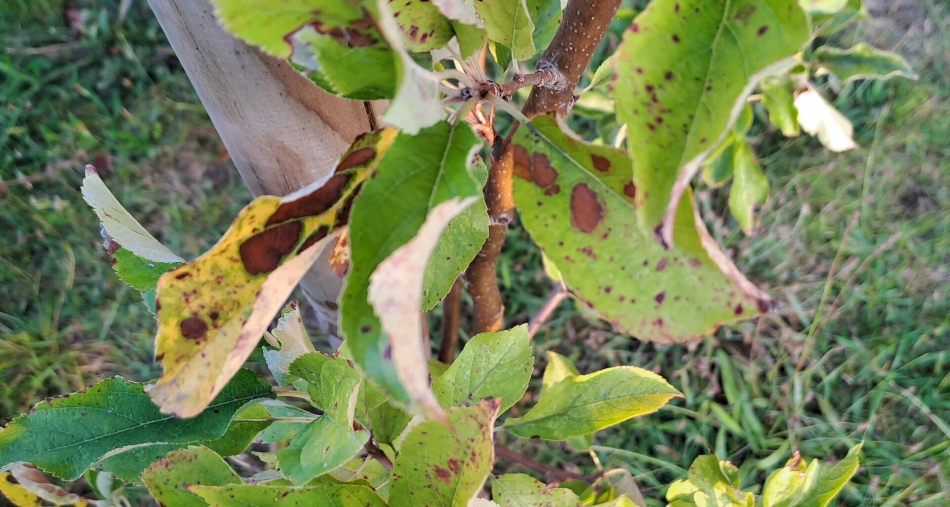 Kann man den Baum noch retten?