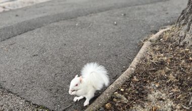 Just saw this little guy outside my daughter’s school