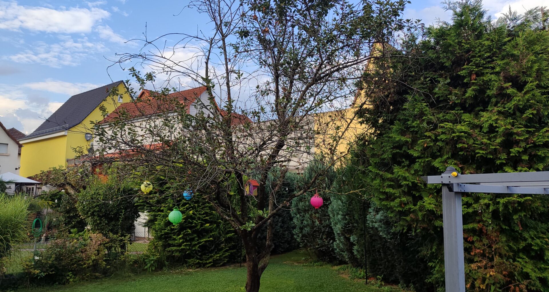 Sauerkirsche noch zu retten?