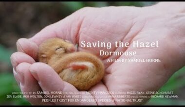 Saving the Hazel Dormouse | Reintroduction & Rehabilitation