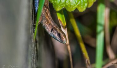 A tiny Common Lizard I saw today.