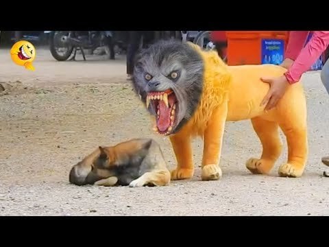 Funny Dogs