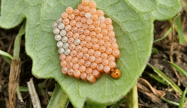 Tomatenuntermieter