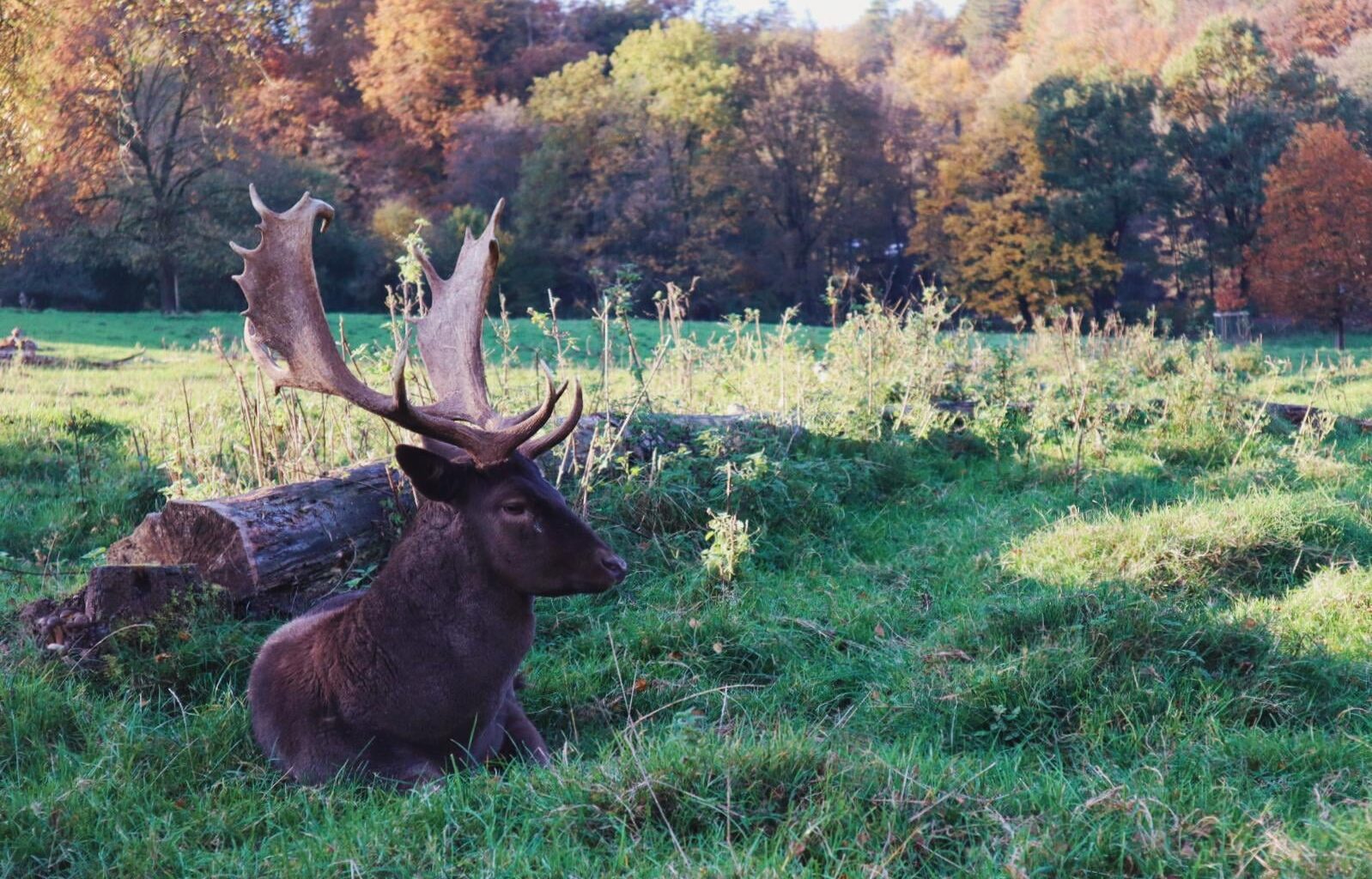 Damhirsch im Herbst