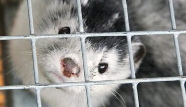 Romania votes to end fur farming