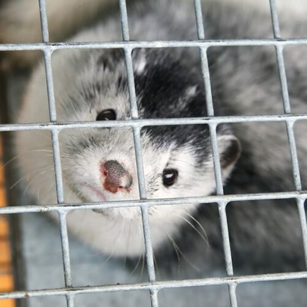 Romania votes to end fur farming