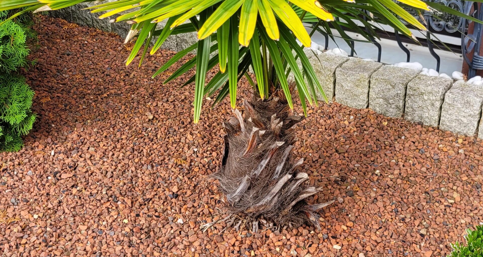 Wird meine Palme der Winter gut überstehen (neben dem Haus)