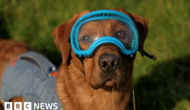 Woody the dog to become a rat catcher on NI island