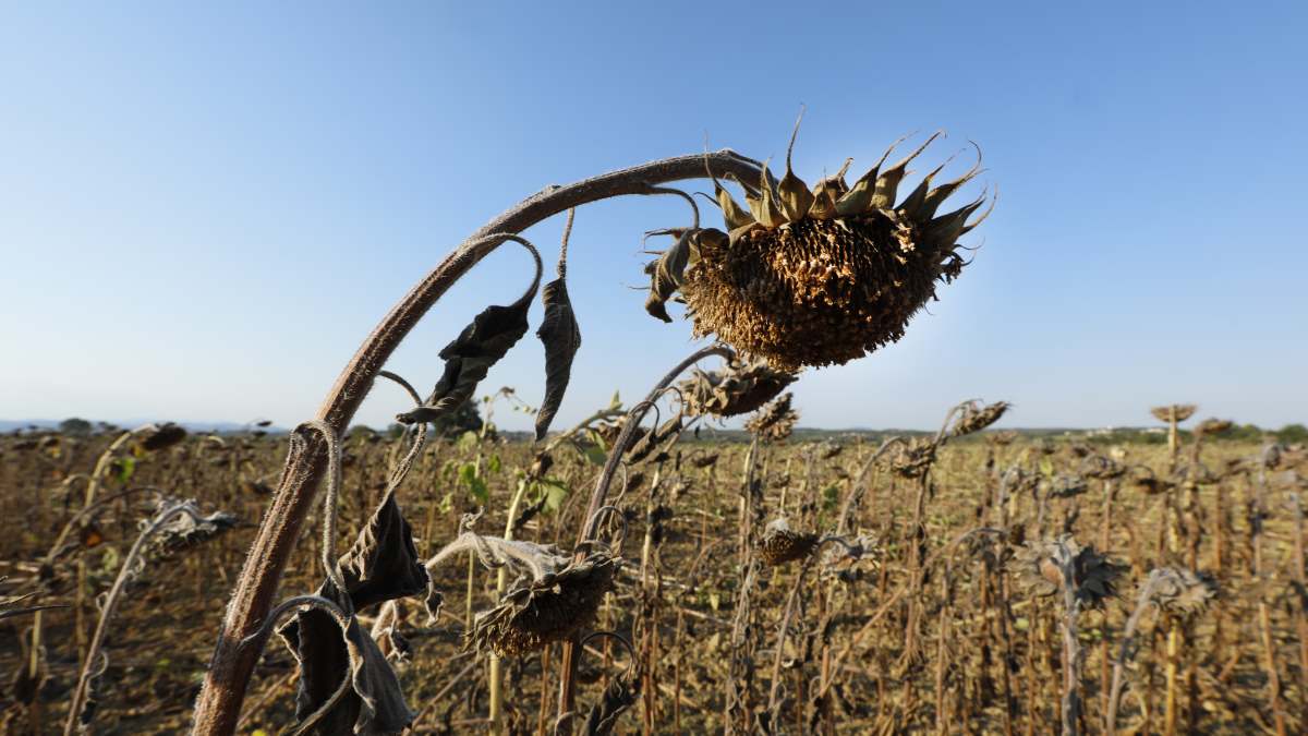 Global warming caused massive number of deaths in European heatwave: study