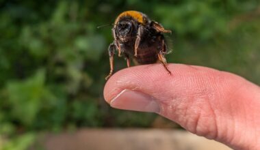 Anyone else love the big, fat, fluffy bees?