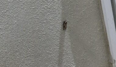 What insect is this?