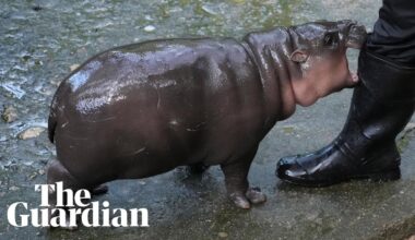 Thai zoo moves to patent image of viral baby hippo Moo Deng