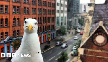 Woman facing assault charges after capturing seagull - BBC News