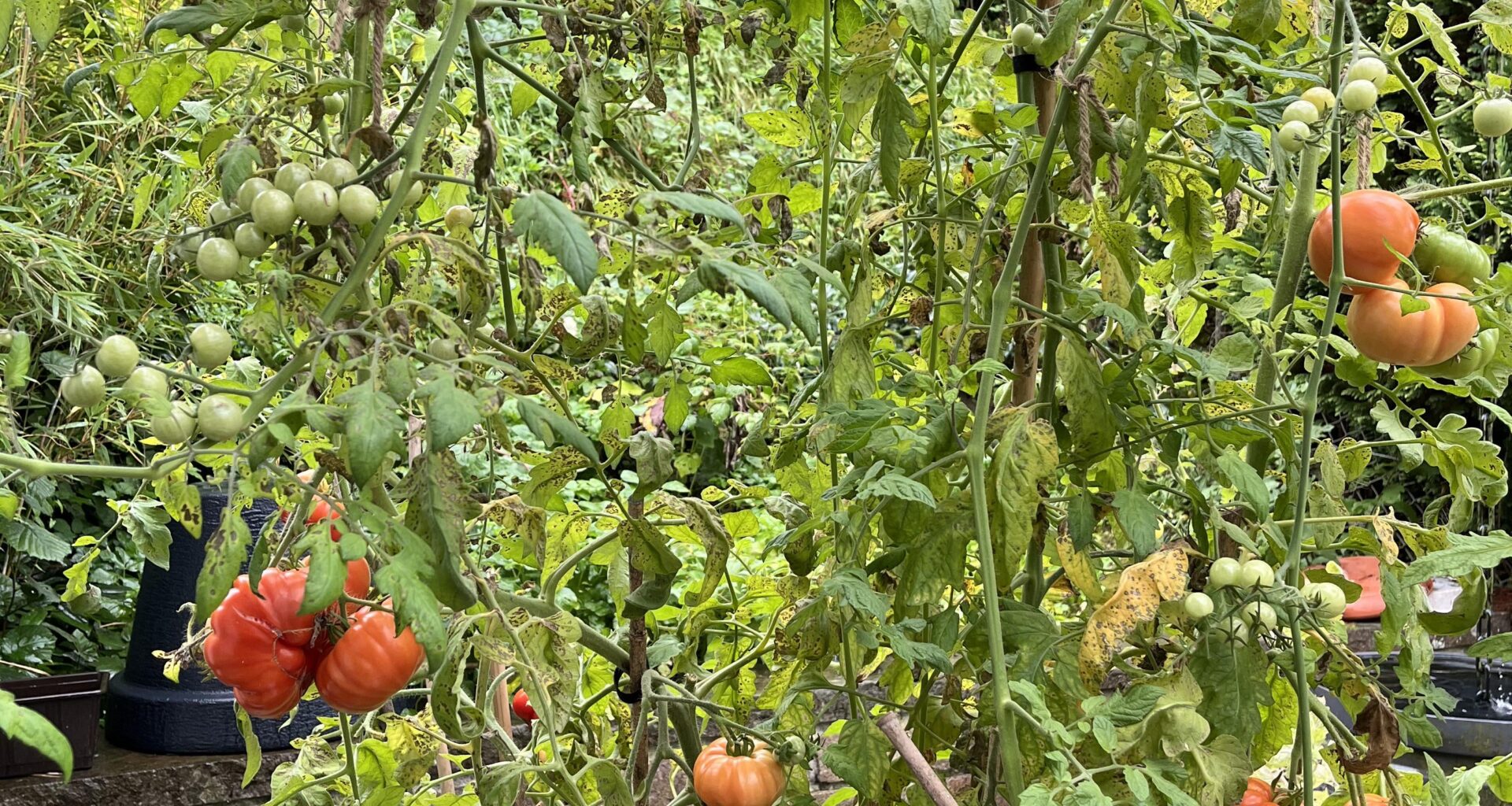 Tomaten noch nicht reif